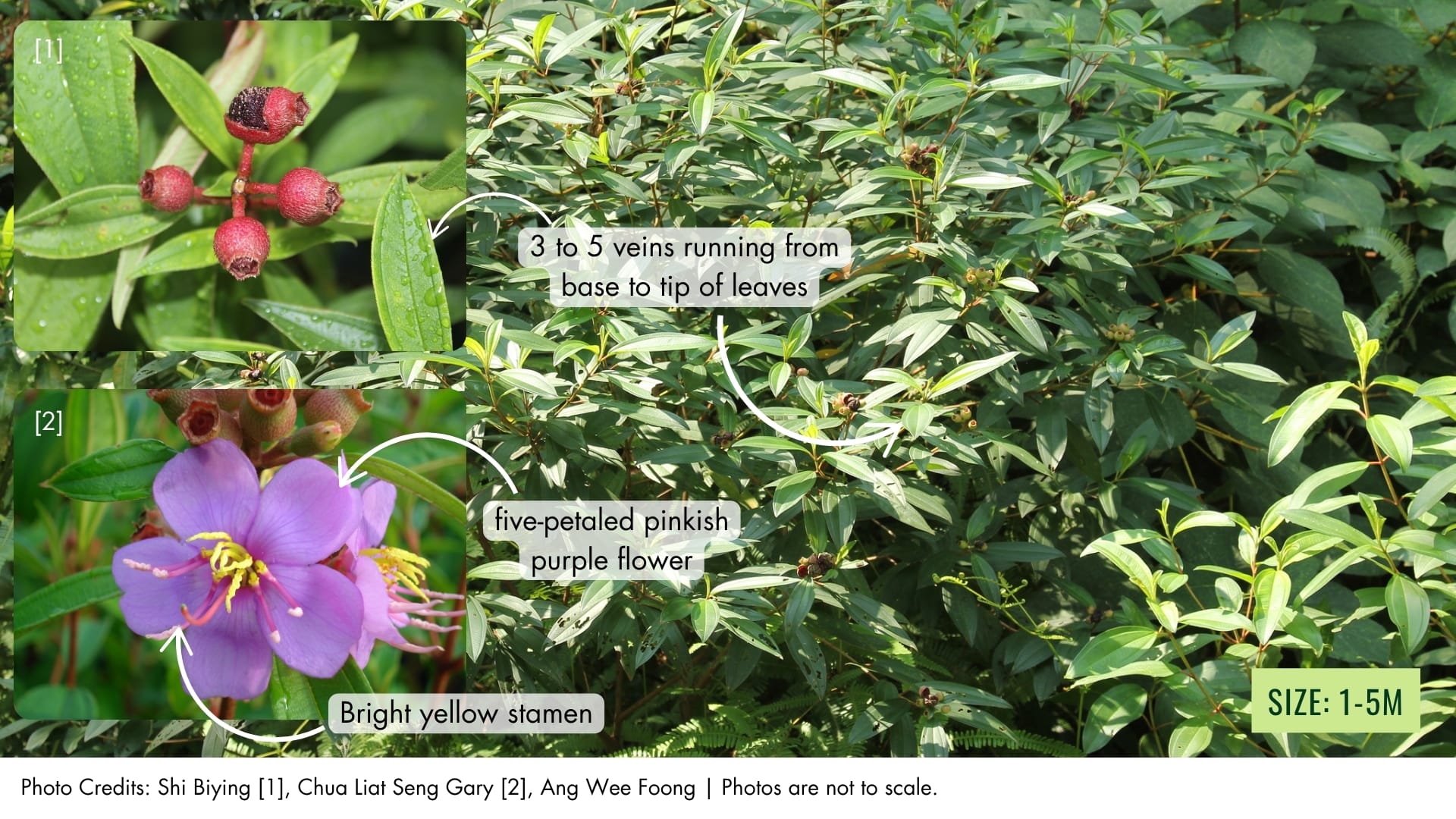 Singapore Rhododendron